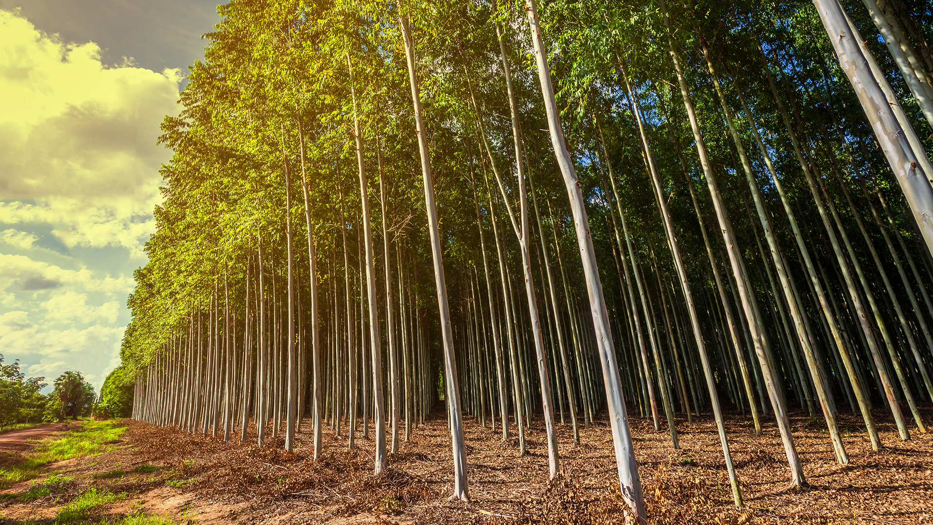 A Ecotrat celebra a Semana do Meio Ambiente